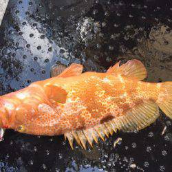 第二龍勢丸 釣果