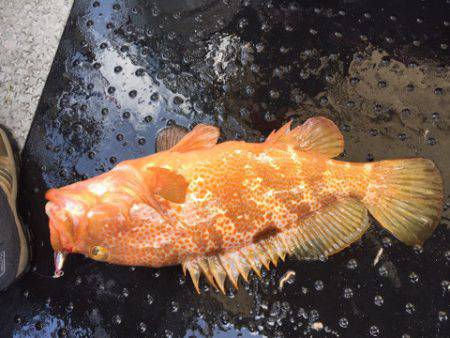 第二龍勢丸 釣果