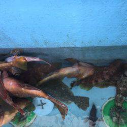 第二龍勢丸 釣果