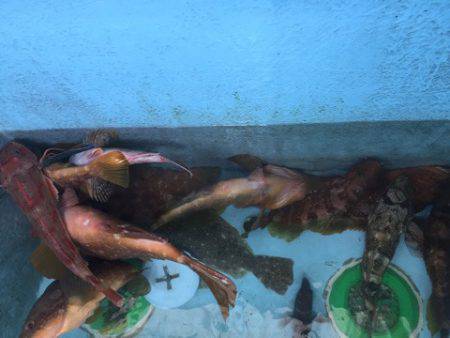 第二龍勢丸 釣果