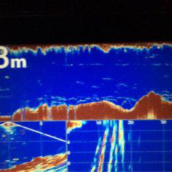 Chase（チェイス） 釣果