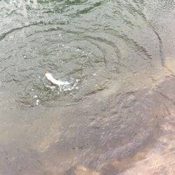 白州トラウトフィッシングエリア　シルフ 釣果