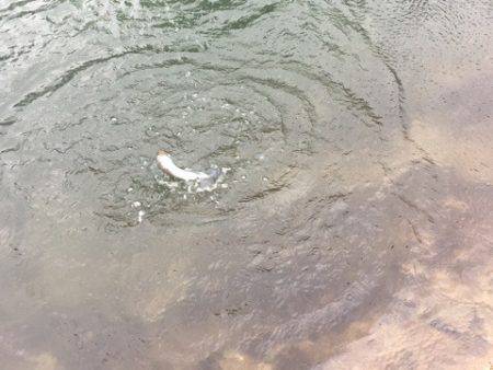 白州トラウトフィッシングエリア　シルフ 釣…