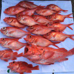 ＴＡＲＯＭＡＲＵ 釣果