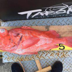 ＴＡＲＯＭＡＲＵ 釣果