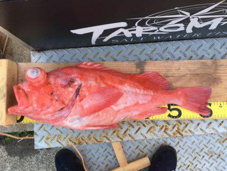 ＴＡＲＯＭＡＲＵ 釣果