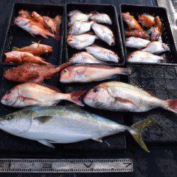 渡船屋たにぐち 釣果