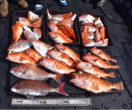 渡船屋たにぐち 釣果