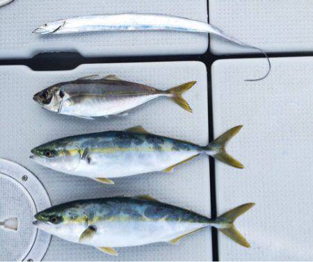 SeaRide(シーライド) 釣果