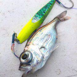 第二 海洋丸 釣果