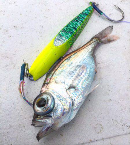 第二 海洋丸 釣果