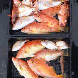 渡船屋たにぐち 釣果