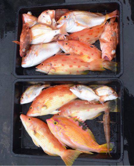 渡船屋たにぐち 釣果