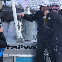 シーランチ 釣果