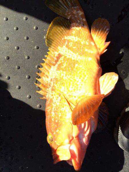 第二龍勢丸 釣果