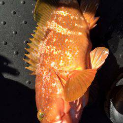 第二龍勢丸 釣果