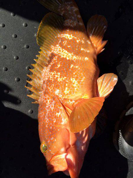 第二龍勢丸 釣果