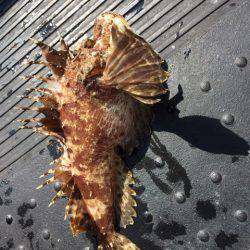 第二龍勢丸 釣果