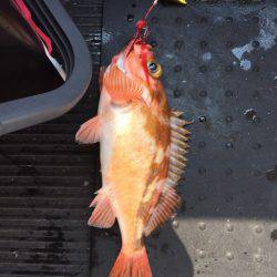 第二龍勢丸 釣果