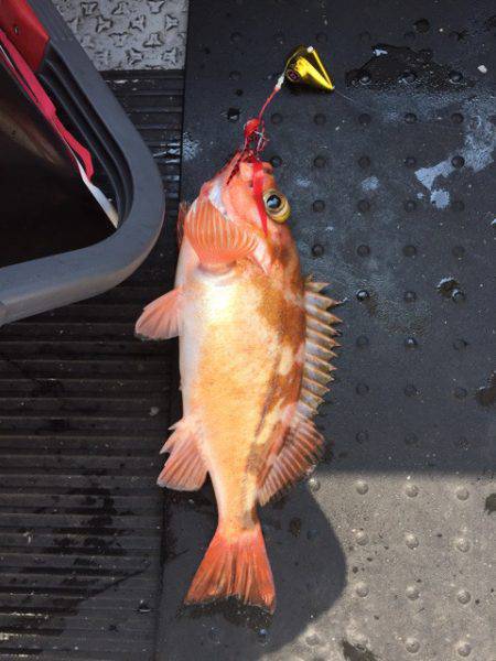 第二龍勢丸 釣果