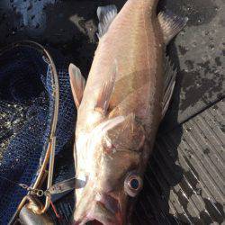 第二龍勢丸 釣果