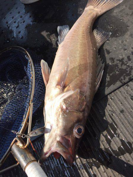 第二龍勢丸 釣果