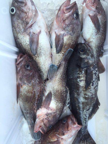 第二龍勢丸 釣果