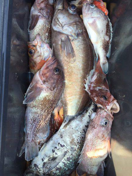 第二龍勢丸 釣果