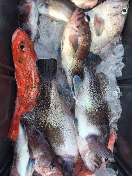 第二龍勢丸 釣果