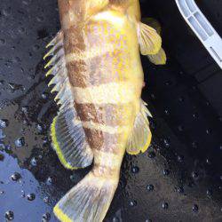 第二龍勢丸 釣果