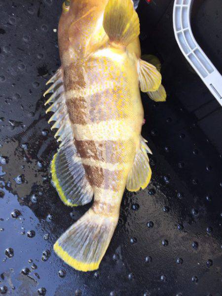 第二龍勢丸 釣果