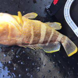 第二龍勢丸 釣果