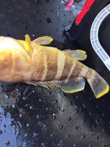 第二龍勢丸 釣果