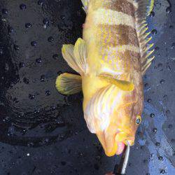 第二龍勢丸 釣果