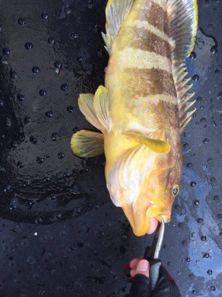 第二龍勢丸 釣果