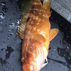 第二龍勢丸 釣果