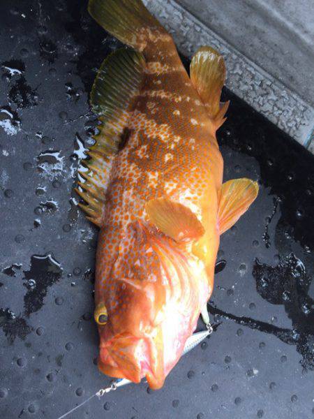 第二龍勢丸 釣果