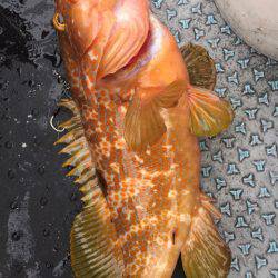 第二龍勢丸 釣果