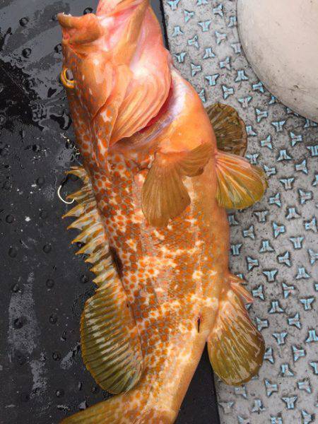 第二龍勢丸 釣果