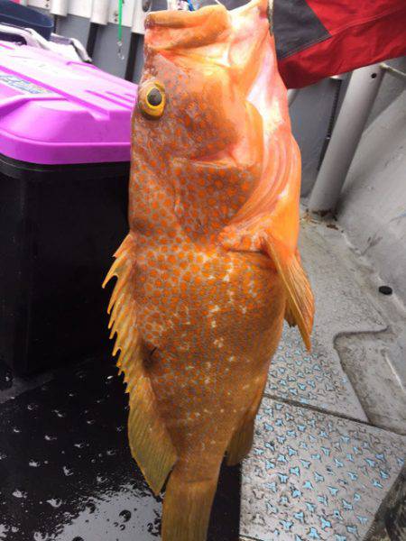 第二龍勢丸 釣果