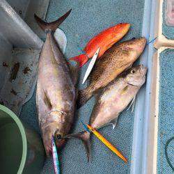 シーランチ 釣果