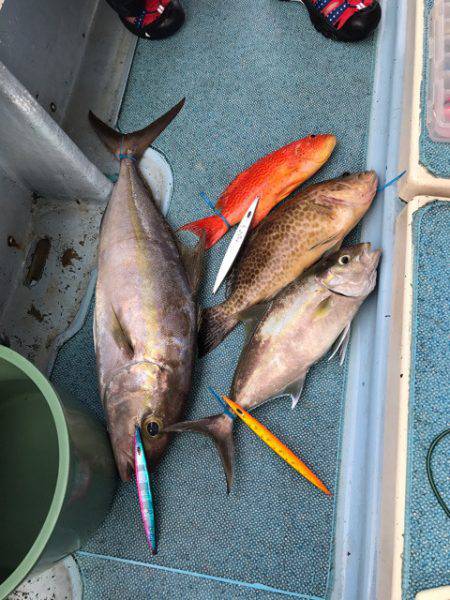 シーランチ 釣果