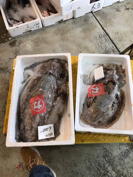 シーランチ 釣果