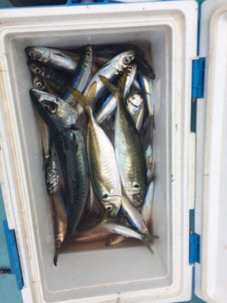 丸万釣船 釣果