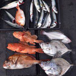 渡船屋たにぐち 釣果