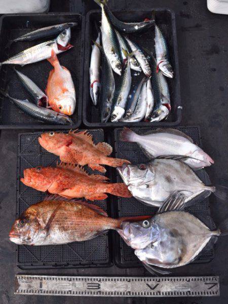 渡船屋たにぐち 釣果