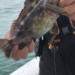 ヤザワ渡船 釣果