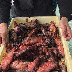 ヤザワ渡船 釣果