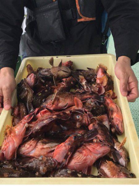 ヤザワ渡船 釣果