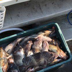 シーランチ 釣果